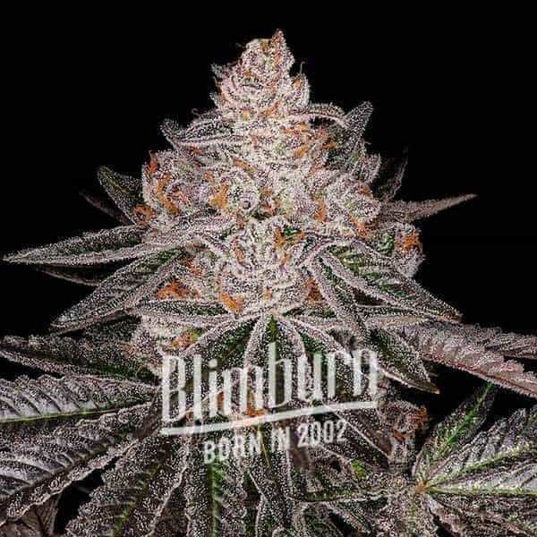 Apple Fritter Auto (Blimburn Seeds) Feminiserede