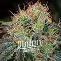 Fat Bastard Auto (Blimburn Seeds) Feminiserede