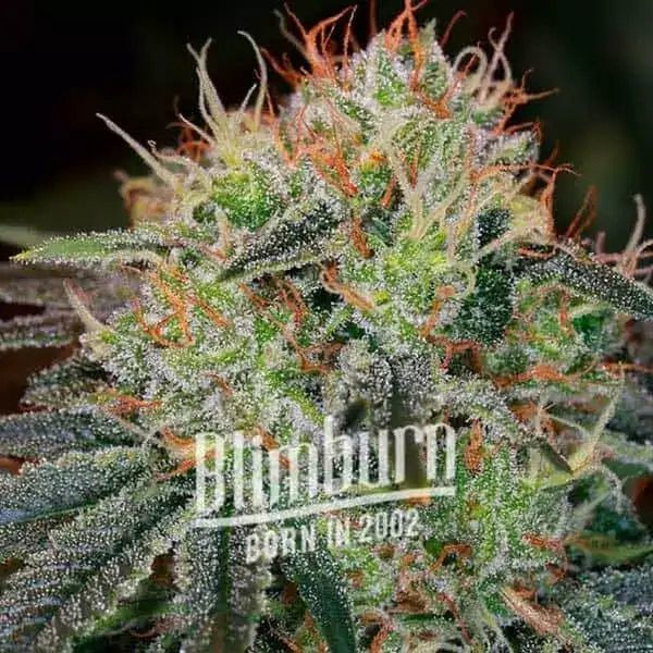 Fat Bastard Auto (Blimburn Seeds) Feminiserede