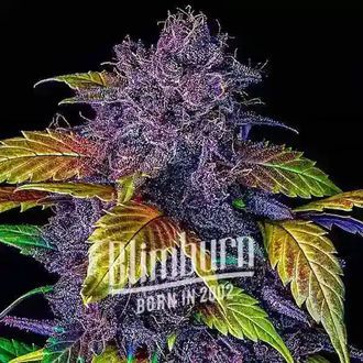 Purple Lemonade Auto (Blimburn Seeds) Feminiserede
