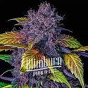Purple Lemonade Auto (Blimburn Seeds) Feminiserede