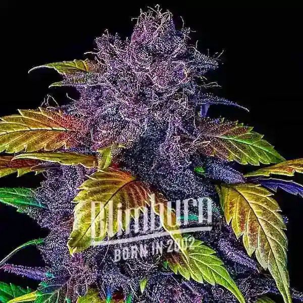 Purple Lemonade Auto (Blimburn Seeds) Feminiserede