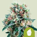 Royal Creamatic Auto (Royal Queen Seeds) Feminiserede