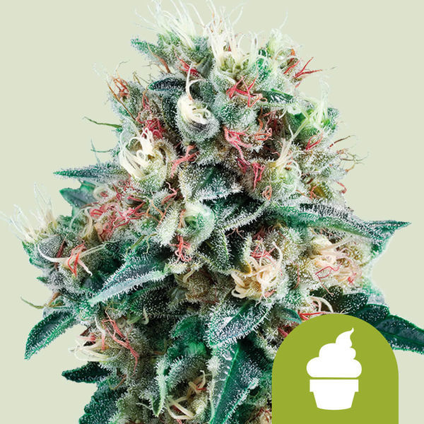 Royal Creamatic Auto (Royal Queen Seeds) Feminiserede