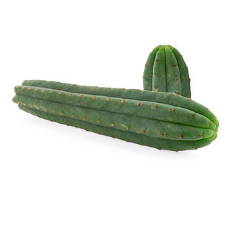 San Pedro-kaktus med 7 ribber (Echinopsis pachanoi)