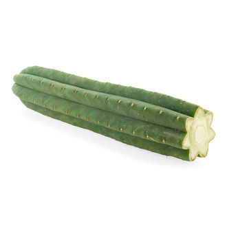 7-ribbet San Pedro (Echinopsis pachanoi)