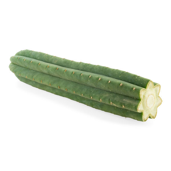 7-ribbet San Pedro (Echinopsis pachanoi)