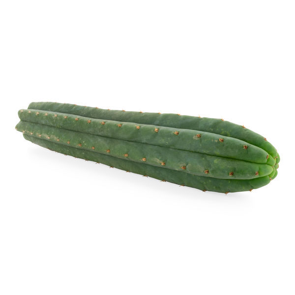 7-ribbet San Pedro (Echinopsis pachanoi)