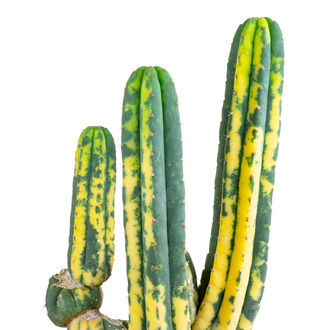 San Pedro variegeret (Echinopsis pachanoi variegata) Buenavista