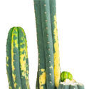 San Pedro variegeret (Echinopsis pachanoi variegata) Buenavista