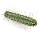 Peruviansk fakkel XL (Echinopsis peruviana)