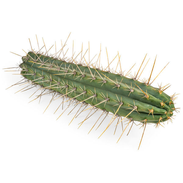 Peruviansk fakkel XL (Echinopsis peruviana)