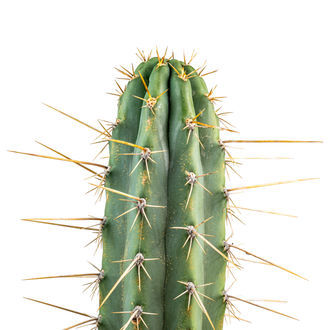 Peruviansk fakkel XL (Echinopsis peruviana)