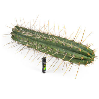 Peruviansk fakkel XL (Echinopsis peruviana)