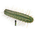 Peruviansk fakkel XL (Echinopsis peruviana)