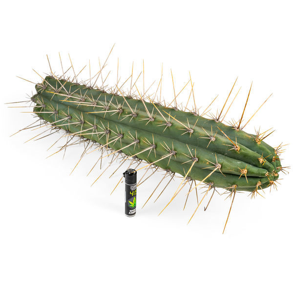 Peruviansk fakkel XL (Echinopsis peruviana)
