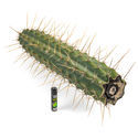 Peruviansk fakkel XL (Echinopsis peruviana)