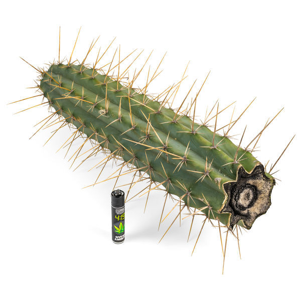 Peruviansk fakkel XL (Echinopsis peruviana)