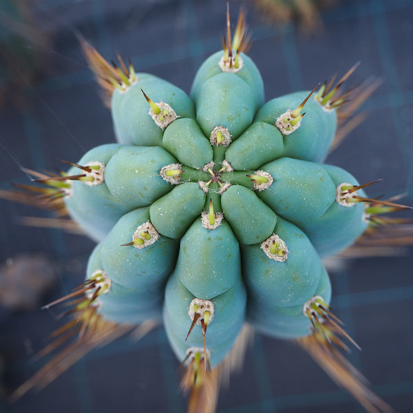 Peruviansk fakkel XL (Echinopsis peruviana)