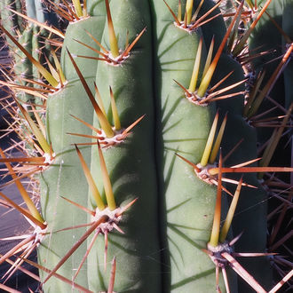 Peruviansk fakkel XL (Echinopsis peruviana)