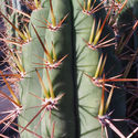 Peruviansk fakkel XL (Echinopsis peruviana)