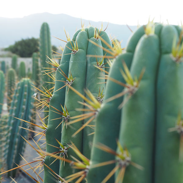 Peruviansk fakkel XL (Echinopsis peruviana)