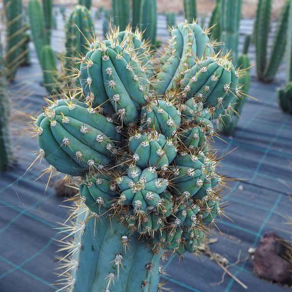 Peruviansk fakkel XL (Echinopsis peruviana)