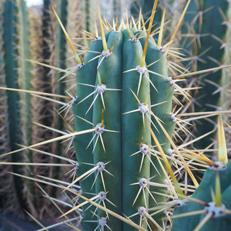 Peruviansk fakkel XL (Echinopsis peruviana)