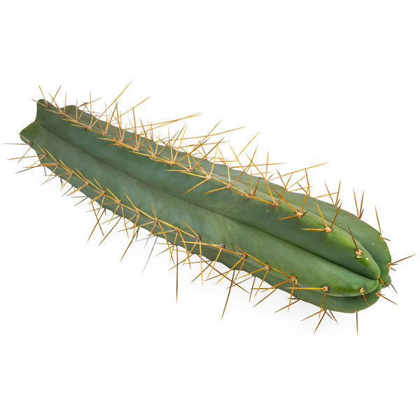 Boliviansk fakkelkaktus XL (Echinopsis bridgesii)