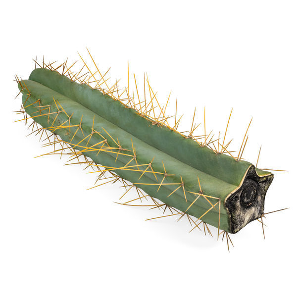 Boliviansk fakkelkaktus XL (Echinopsis bridgesii)