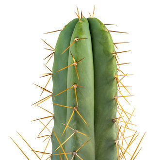 Boliviansk fakkelkaktus XL (Echinopsis bridgesii)