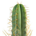 Boliviansk fakkelkaktus XL (Echinopsis bridgesii)