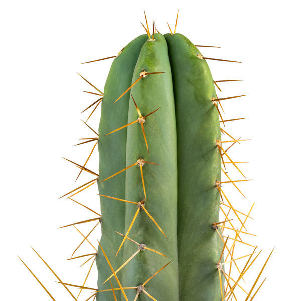 Boliviansk fakkelkaktus XL (Echinopsis bridgesii)