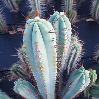 Boliviansk fakkelkaktus XL (Echinopsis bridgesii)