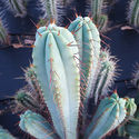 Boliviansk fakkelkaktus XL (Echinopsis bridgesii)