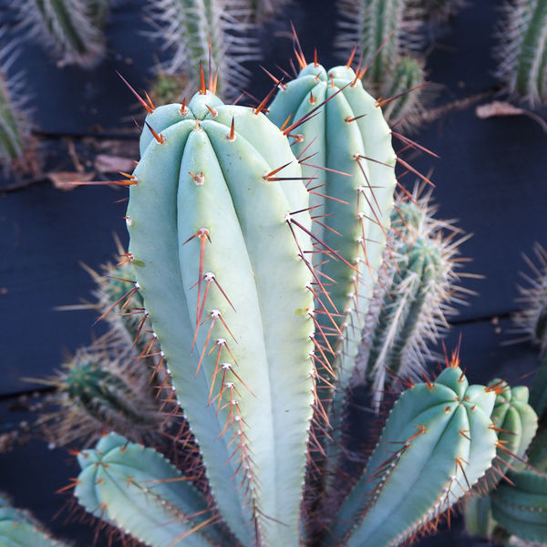Boliviansk fakkelkaktus XL (Echinopsis bridgesii)