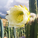 Boliviansk fakkelkaktus XL (Echinopsis bridgesii)