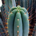 Boliviansk fakkelkaktus XL (Echinopsis bridgesii)