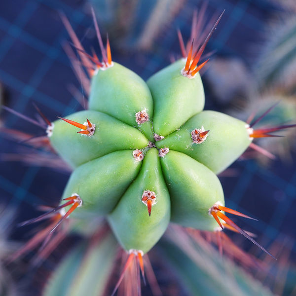 Boliviansk fakkelkaktus XL (Echinopsis bridgesii)
