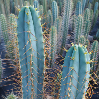 Boliviansk fakkelkaktus XL (Echinopsis bridgesii)