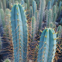 Boliviansk fakkelkaktus XL (Echinopsis bridgesii)