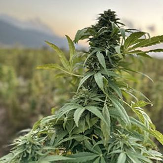 Paktia (Afghan Seed Connection) regul&aelig;r