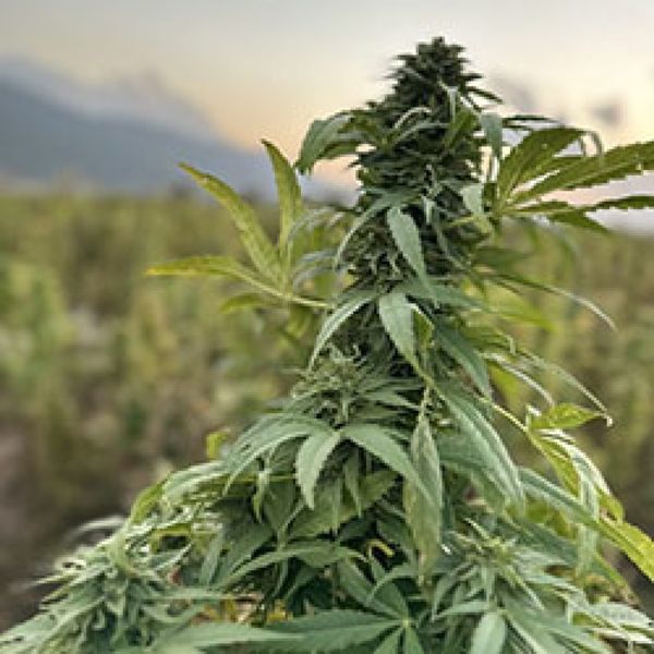 Paktia (Afghan Seed Connection) regulær