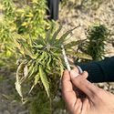 Parwan (Afghan Seed Connection) regulær