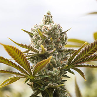 Panjshir Real Kush (Afghan Seed Connection) Regulær