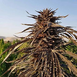 Kandahar (Afghan Seed Connection) regul&aelig;r