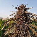 Kandahar (Afghan Seed Connection) regulær