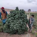 Logar (Afghan Seed Connection) regulær