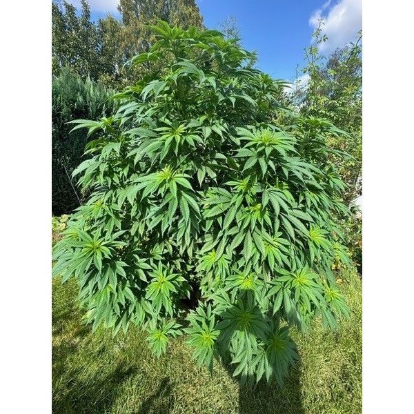 Logar (Afghan Seed Connection) regulær