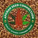 Bamiyan Buddha (Afghan Seed Connection) Regulær